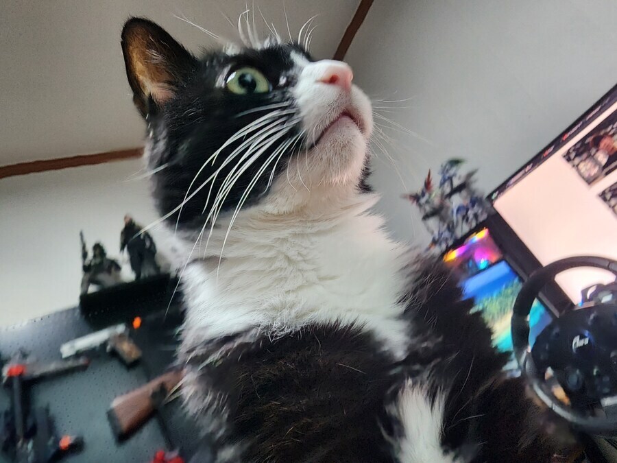 스압)우리집 고양이 보고 자러가_22.jpg