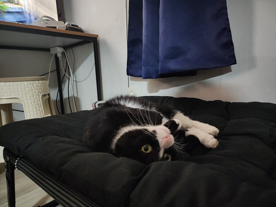 스압)우리집 고양이 보고 자러가_11.jpg