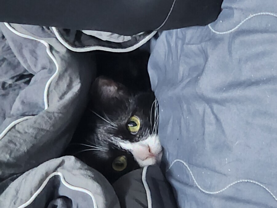 스압)우리집 고양이 보고 자러가_14.jpg