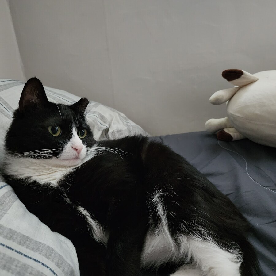 스압)우리집 고양이 보고 자러가_16.jpg