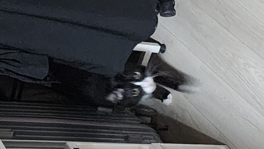 스압)우리집 고양이 보고 자러가_29.jpg