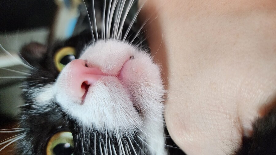 스압)우리집 고양이 보고 자러가_30.jpg