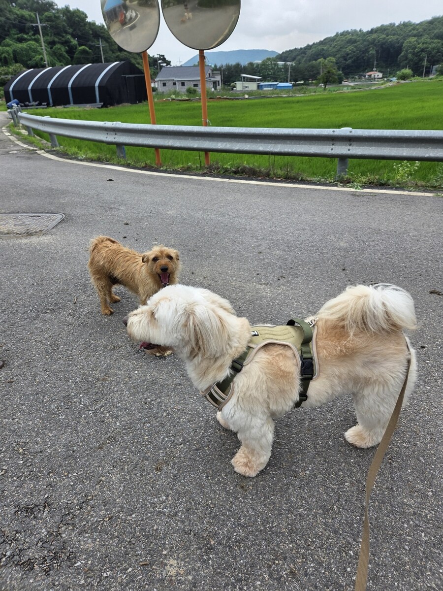 우리집 댕댕이 산책할때 특징이 있음_3.jpg