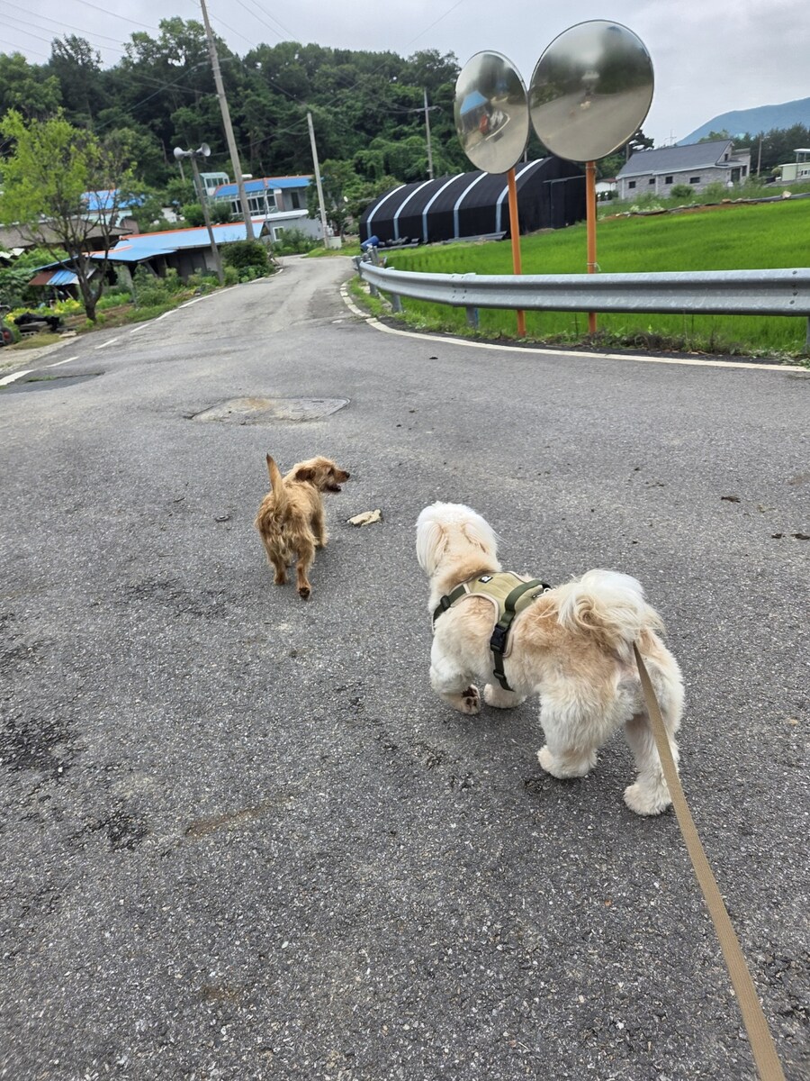 우리집 댕댕이 산책할때 특징이 있음_4.jpg
