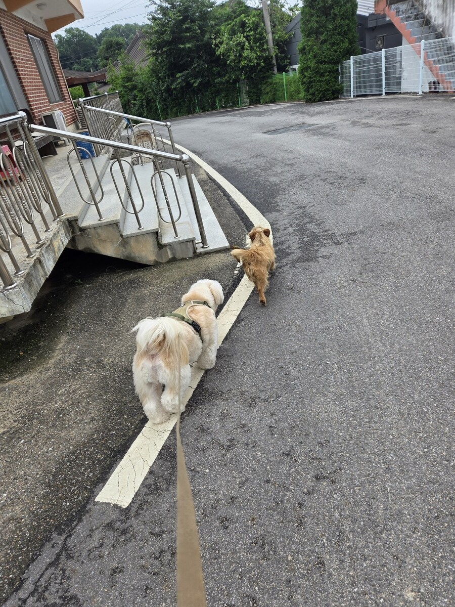 우리집 댕댕이 산책할때 특징이 있음_5.jpg