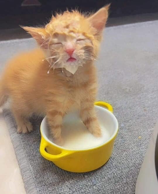 급하게 우유먹던 고양이를 불러봄_1.jpg