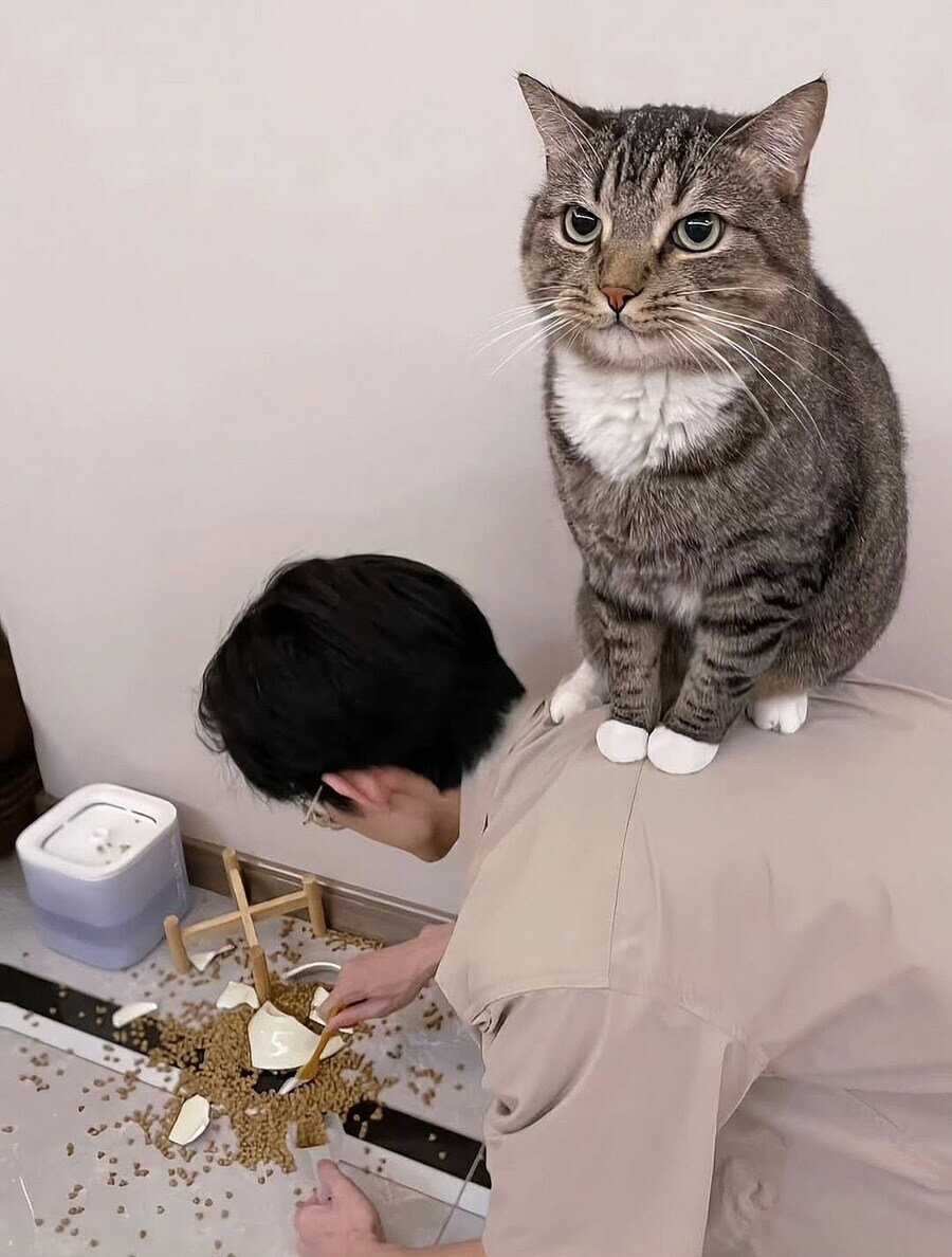 단 한 장의 사진으로 고양이를 설명할 수 있음_1.jpg