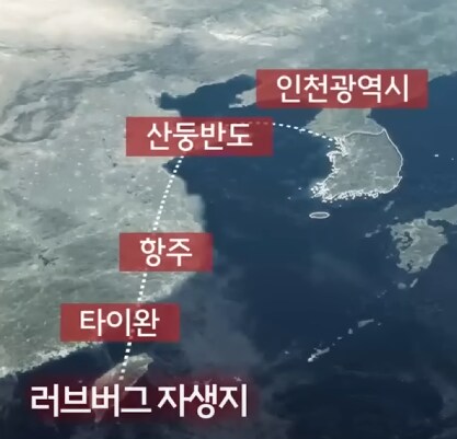 러브버그를 살충제로 죽일 수 없는 이유_1.png