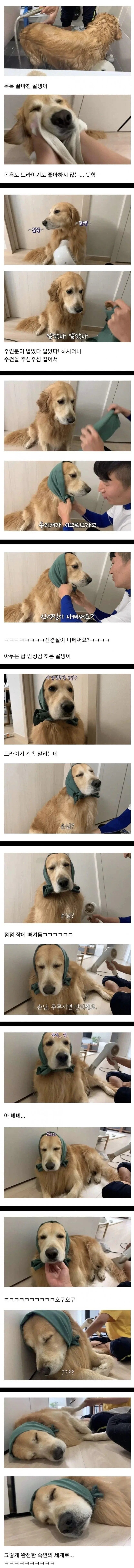 드라이기를 싫어하는 골댕이.jpg_1.jpg