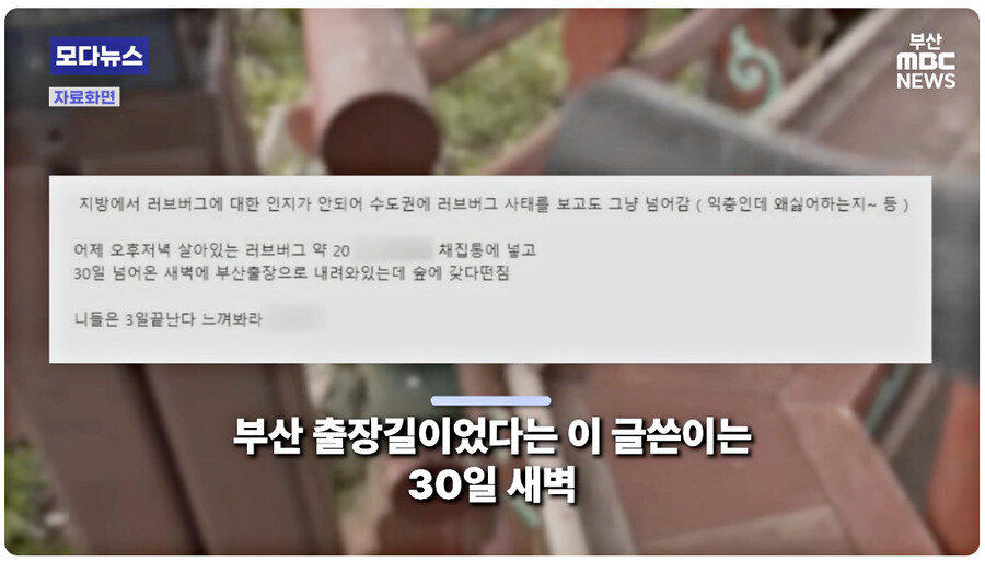부산 출장가서 살아있는 러브버그 왕창 뿌려버린 21세기 문익점ㄷㄷㄷ_2.jpg