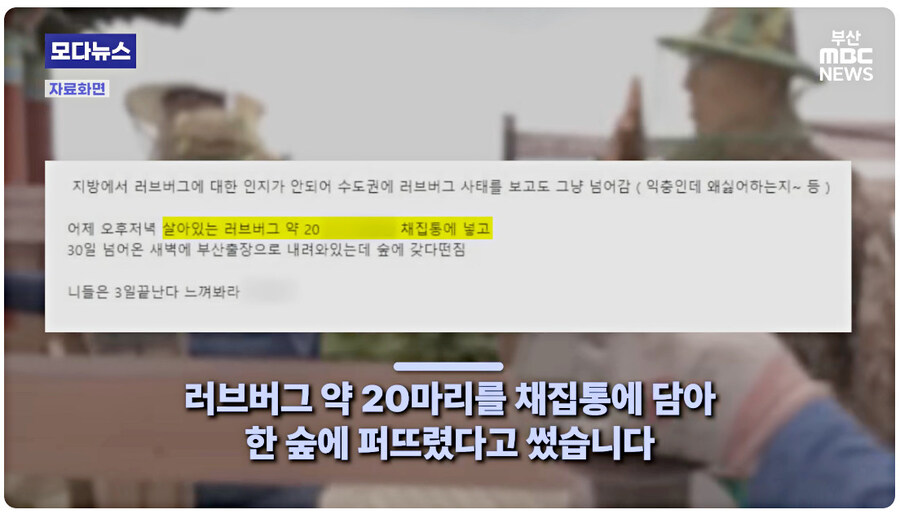 부산 출장가서 살아있는 러브버그 왕창 뿌려버린 21세기 문익점ㄷㄷㄷ_3.jpg