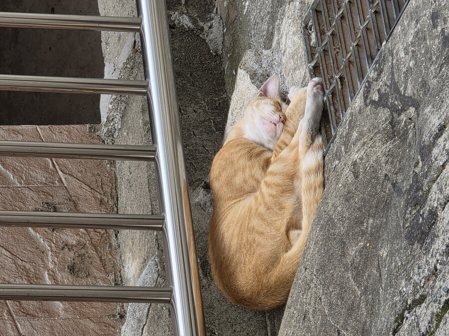 잠자는 길냥이 10배줌으로 찍었당_1.jpg
