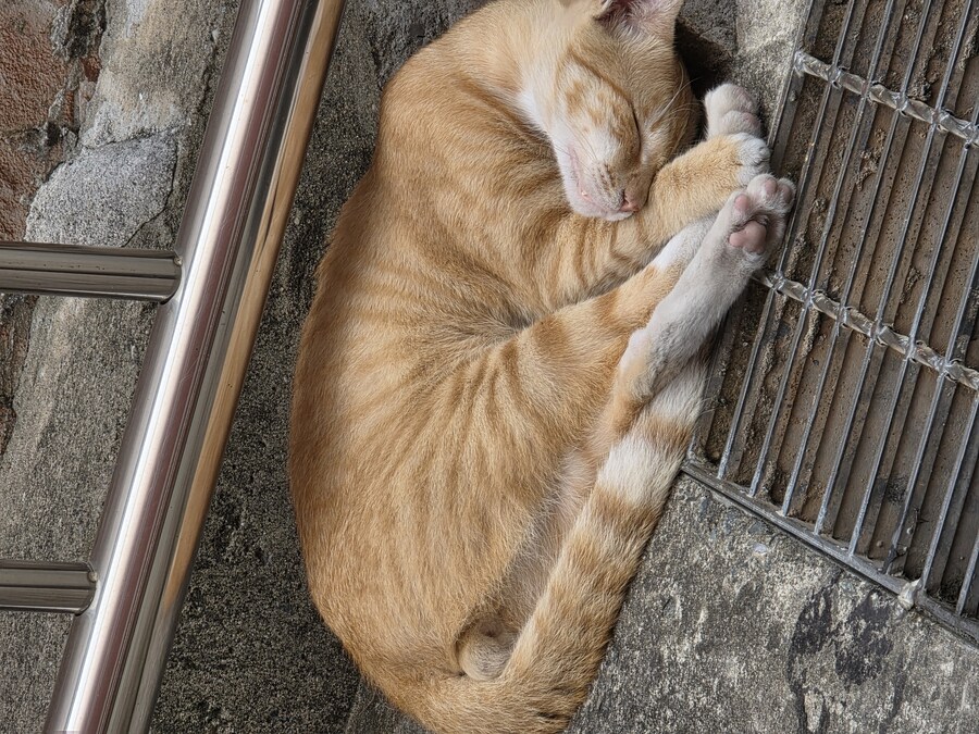 잠자는 길냥이 10배줌으로 찍었당_2.jpg