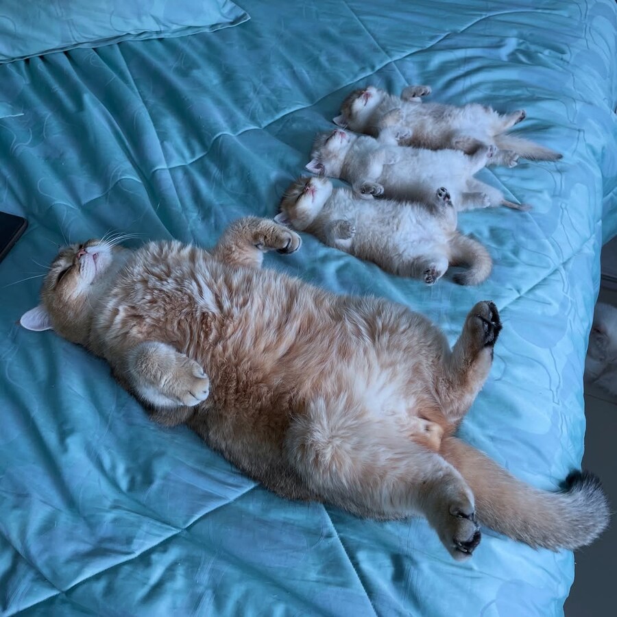 잠자는 엄마냥이와 아깽이들..._1.jpg