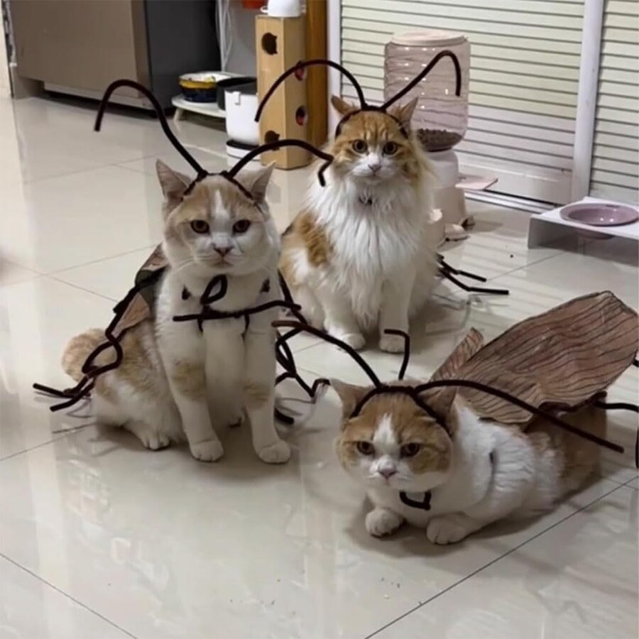 남편에게 바퀴벌레 먹인 여자.jpg_1.jpg