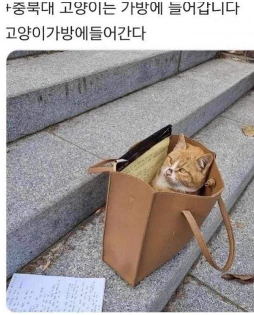 각 대학교별 고양이들 모습.eta_1.jpg