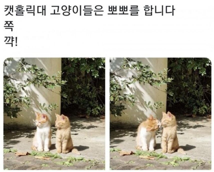 각 대학교별 고양이들 모습.eta_5.jpg