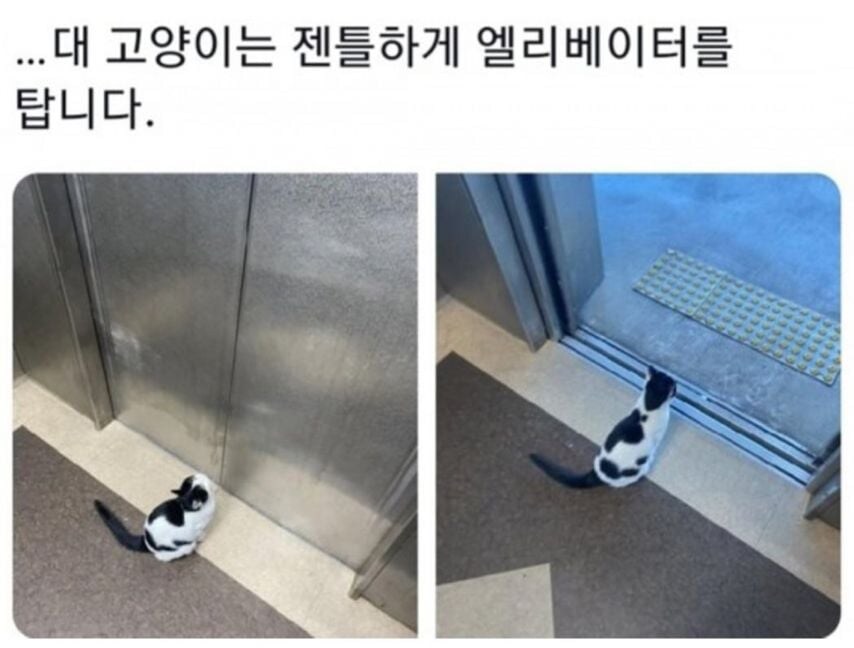 각 대학교별 고양이들 모습.eta_6.jpg