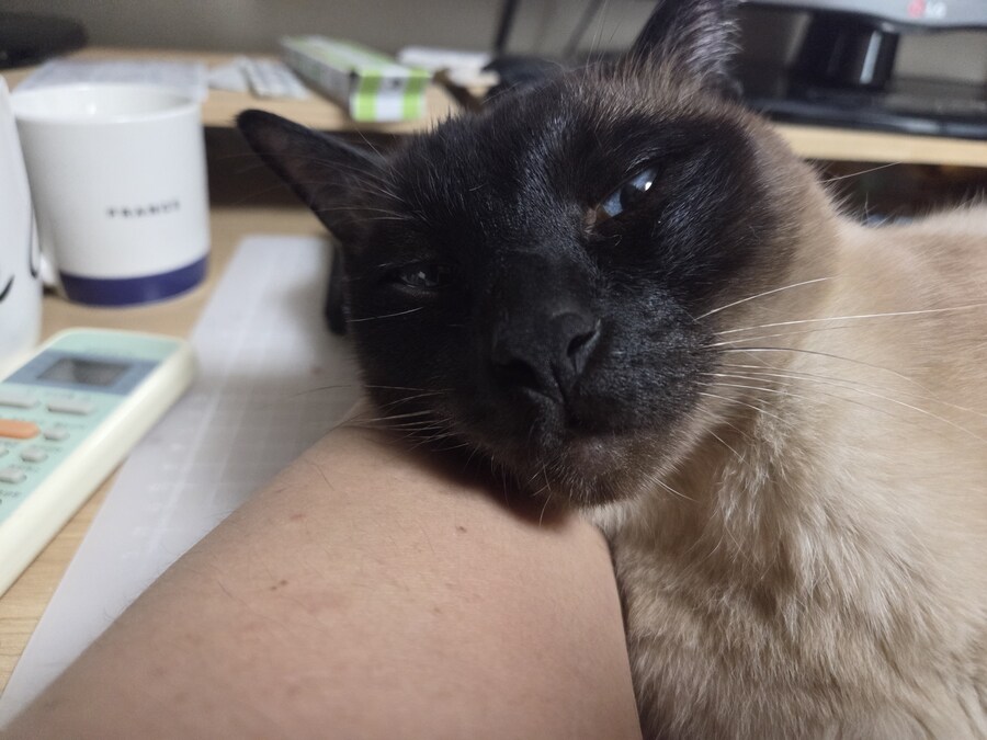 족발?을 매우 좋아하는 우리집 고양이_1.jpg