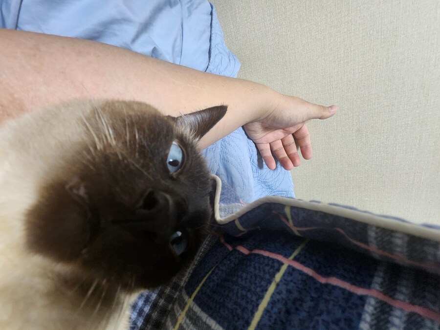 족발?을 매우 좋아하는 우리집 고양이_3.jpg