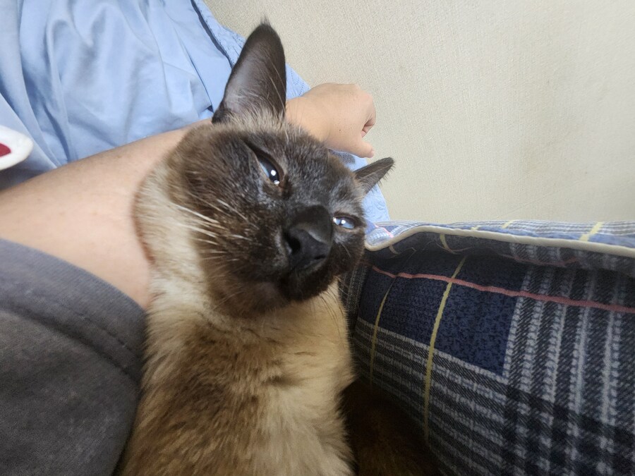 족발?을 매우 좋아하는 우리집 고양이_4.jpg
