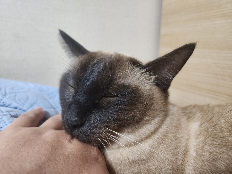 족발?을 매우 좋아하는 우리집 고양이_5.jpg