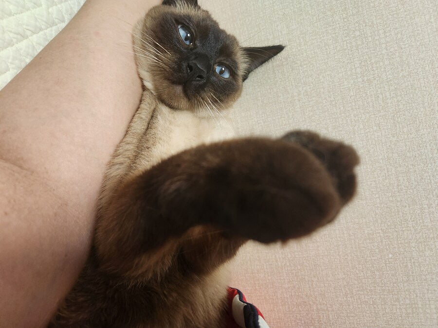 족발?을 매우 좋아하는 우리집 고양이_6.jpg