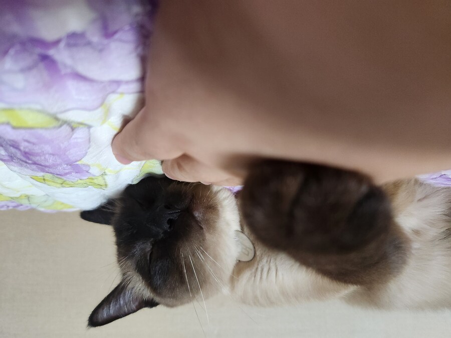 족발?을 매우 좋아하는 우리집 고양이_7.jpg