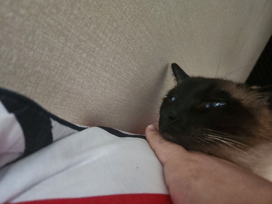 족발?을 매우 좋아하는 우리집 고양이_9.jpg