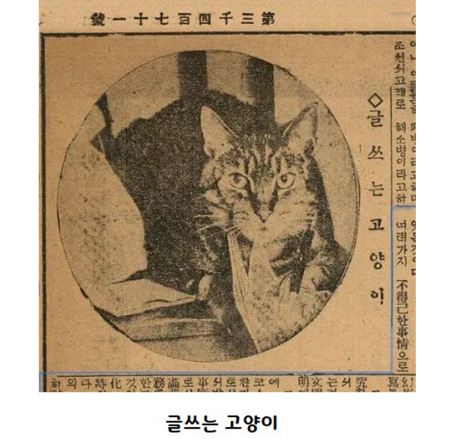 옛날 신문 고양이_3.jpg