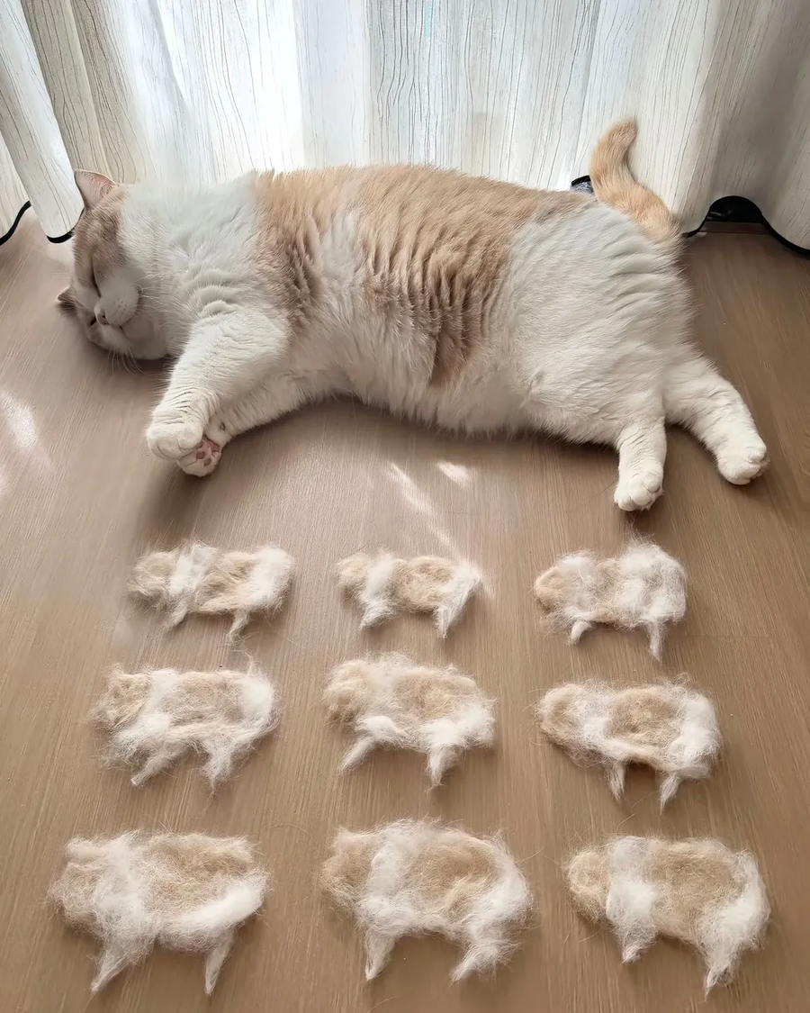 고양이로 만든 고양이..._4.webp