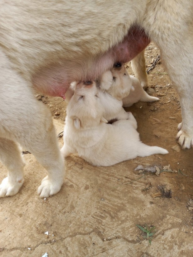 어미개한테 이쁨받고싶다_2.jpg