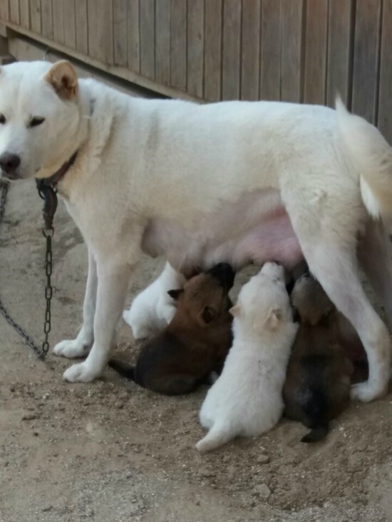 어미개한테 이쁨받고싶다_4.jpg