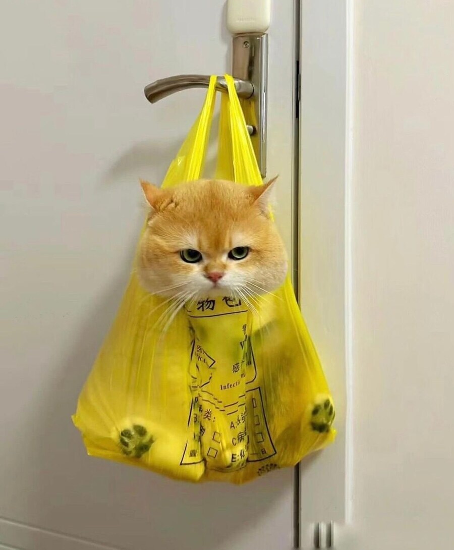 고양이 납치는 비닐봉지하나면 된다고 들었음.gif_1.jpg
