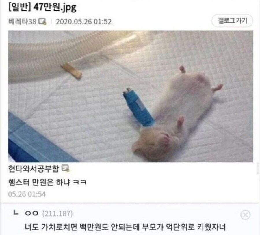 47만원짜리 햄스터 수술.jpg_1.jpg