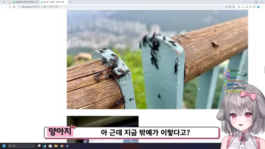 버튜버) 벌칙으로 등산하기 앞서 러브버그 사태를 본 양아지.jpg_7.jpg