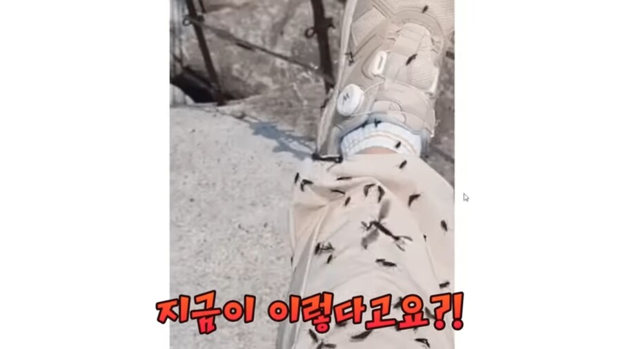 버튜버) 벌칙으로 등산하기 앞서 러브버그 사태를 본 양아지.jpg_18.jpg