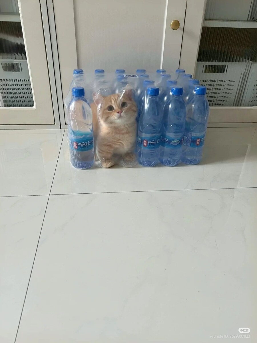 생수를 참 좋아하는 고양이💧🐈_1.jpg