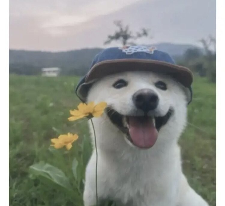 힐링되는 개 사진.jpg_2.jpg