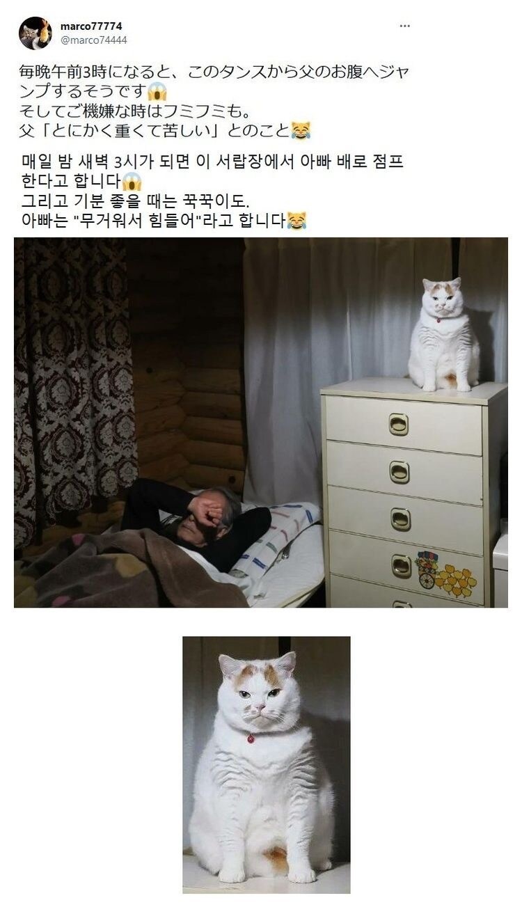 매일 새벽 3시가 되면 아빠 배로 점프 하는 고양이_1.jpg