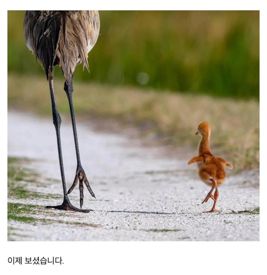 아기 두루미_2.png