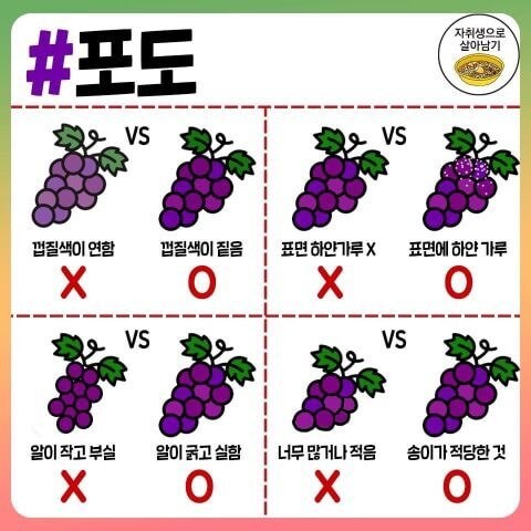 각종 과일, 채소, 육류, 식재료 고르는 팁.jpg_12.jpg