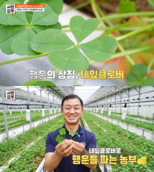 행운의 상징 네잎클로버 근황_1.webp