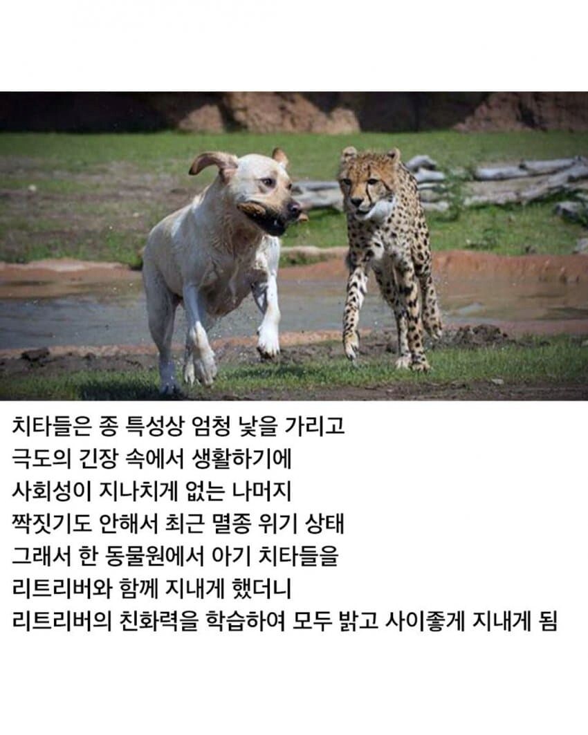 치타의 사교성 기르는 방법.jpg_2.png
