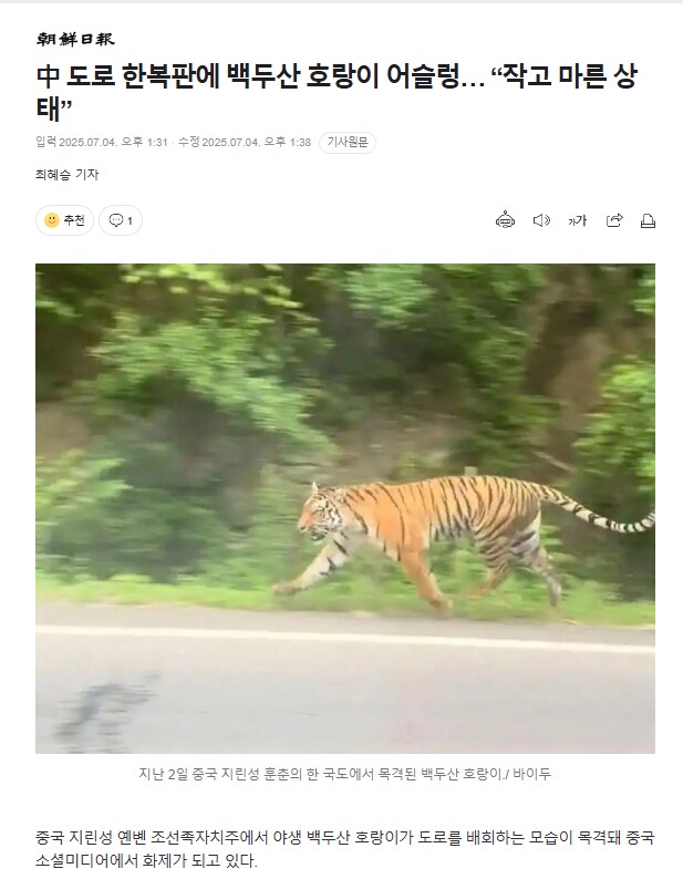 中 도로 한복판에 백두산 호랑이 어슬렁… “작고 마른 상태”_1.png