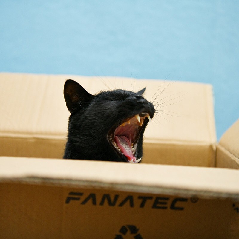 우리집 검은 똥괭이 10_2.jpg