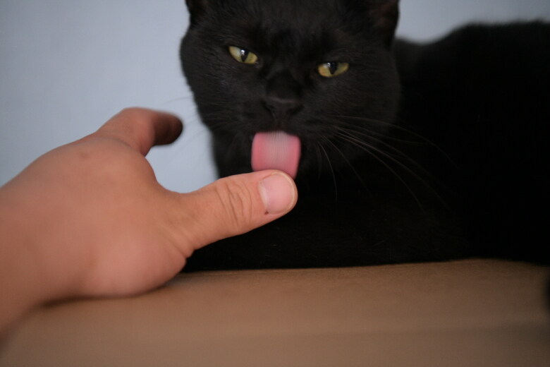 우리집 검은 똥괭이 10_5.jpg