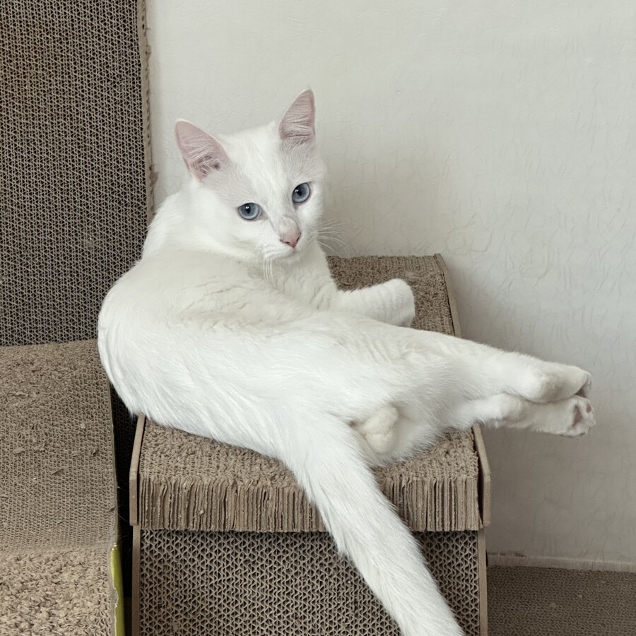 ㅇㅇㄱ)테토웹이라고?_1.jpg