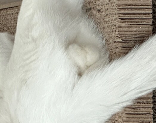 ㅇㅇㄱ)테토웹이라고?_2.jpg