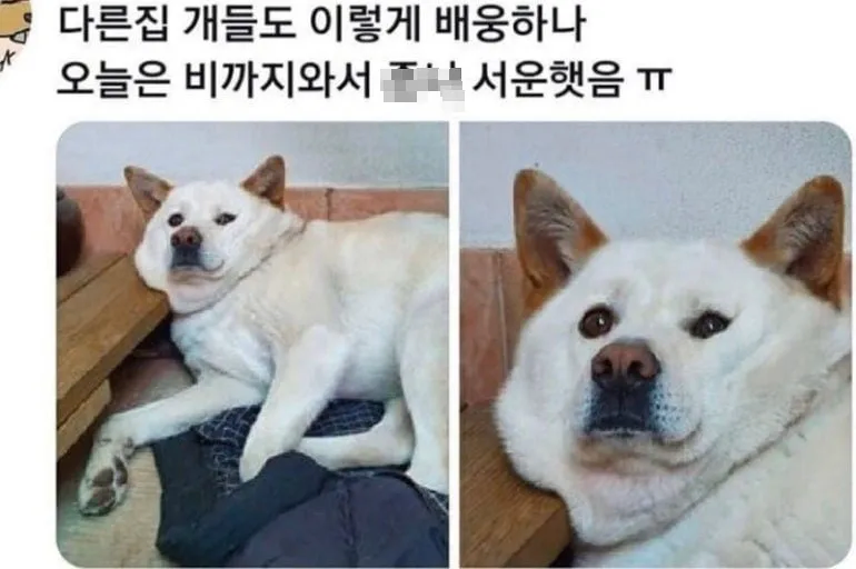 반려견한테 서운했을때.JPG_1.webp